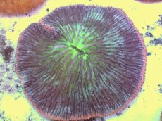 画像2: No.19 クサビライシ スペシャルカラー (2)