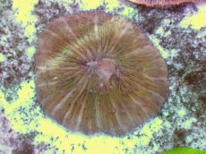 画像1: No.20 クサビライシ スペシャルカラー (1)