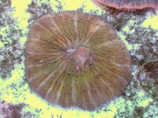 画像2: No.20 クサビライシ スペシャルカラー (2)