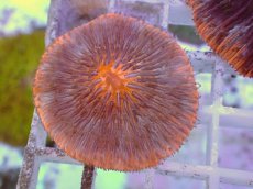 画像1: No.22 クサビライシ スペシャルカラー (1)