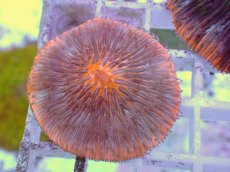 画像2: No.22 クサビライシ スペシャルカラー (2)