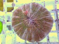 画像1: No.23 クサビライシ スペシャルカラー (1)