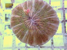 画像2: No.23 クサビライシ スペシャルカラー (2)