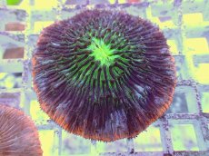 画像1: No.23 クサビライシ スペシャルカラー (1)