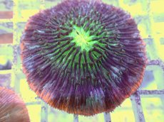 画像2: No.23 クサビライシ スペシャルカラー (2)