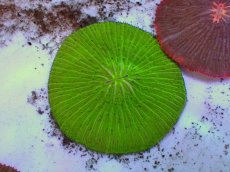 画像1: No.24 クサビライシ グリーン (1)