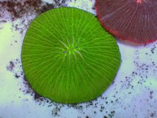 画像2: No.24 クサビライシ グリーン (2)