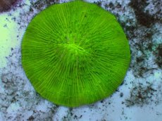 画像1: No.25 クサビライシ グリーン (1)