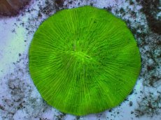 画像2: No.25 クサビライシ グリーン (2)