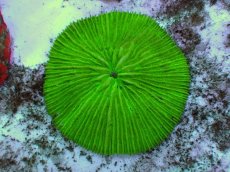 画像1: No.26 クサビライシ グリーン (1)