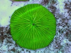 画像2: No.26 クサビライシ グリーン (2)