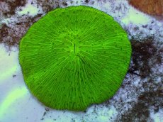 画像1: No.27 クサビライシ グリーン (1)