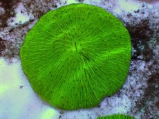 画像2: No.27 クサビライシ グリーン (2)