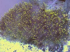 画像1: No.1 トランペットコーラル　XXLサイズ　イエローチップ　　【迫力ある大きめサイズ！】 (1)