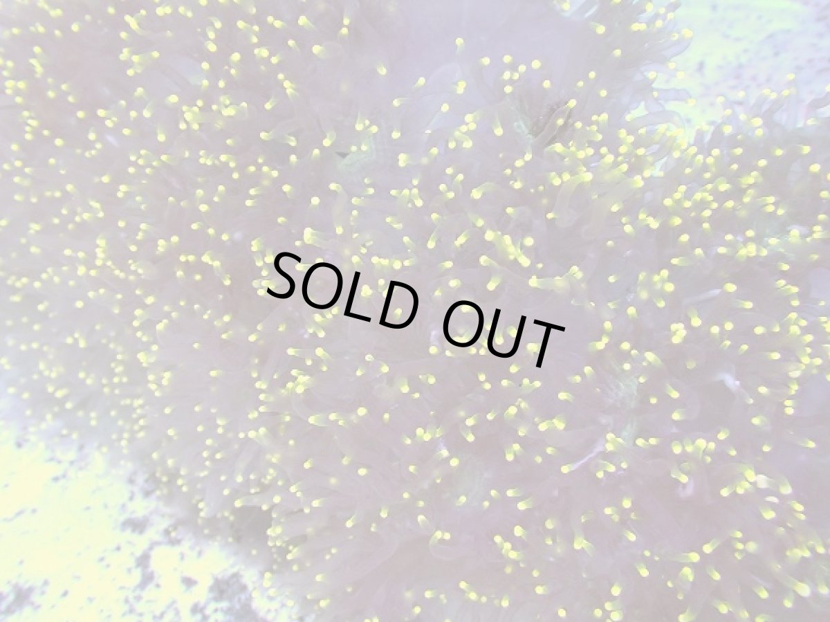 画像2: No.1 トランペットコーラル　XXLサイズ　イエローチップ　　【迫力ある大きめサイズ！】 (2)