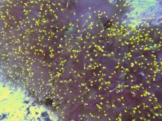 画像2: No.1 トランペットコーラル　XXLサイズ　イエローチップ　　【迫力ある大きめサイズ！】 (2)