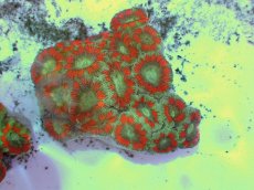 画像1: No.50 カクオオトゲキクメイシ ツートン (1)