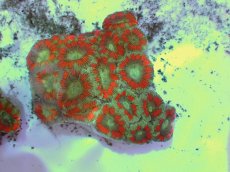 画像2: No.50 カクオオトゲキクメイシ ツートン (2)