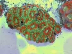 画像1: No.51 カクオオトゲキクメイシ ツートン (1)