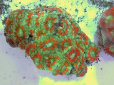 画像2: No.51 カクオオトゲキクメイシ ツートン (2)