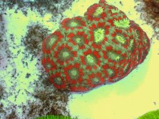 画像1: No.52 カクオオトゲキクメイシ ツートン (1)