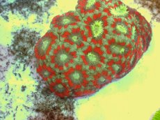 画像2: No.52 カクオオトゲキクメイシ ツートン (2)