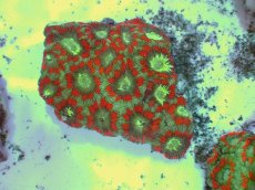 画像1: No.53 カクオオトゲキクメイシ ツートン (1)