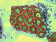 画像2: No.53 カクオオトゲキクメイシ ツートン (2)