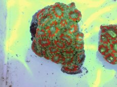 画像1: No.54 カクオオトゲキクメイシ ツートン (1)