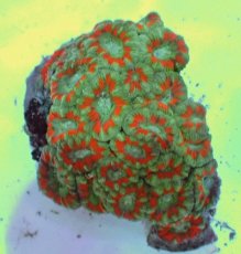 画像2: No.54 カクオオトゲキクメイシ ツートン (2)