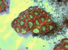 画像1: No.55 カクオオトゲキクメイシ ツートン (1)