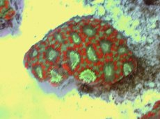 画像2: No.55 カクオオトゲキクメイシ ツートン (2)