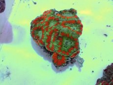 画像1: No.56 カクオオトゲキクメイシ ツートン (1)