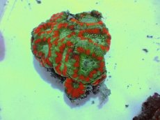 画像2: No.56 カクオオトゲキクメイシ ツートン (2)