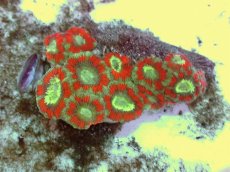 画像1: No.57 カクオオトゲキクメイシ ツートン (1)