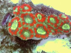 画像2: No.57 カクオオトゲキクメイシ ツートン (2)