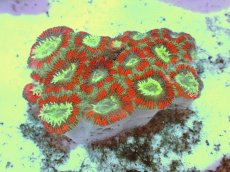 画像1: No.58 カクオオトゲキクメイシ ツートン (1)