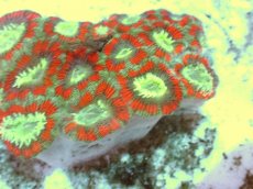 画像2: No.58 カクオオトゲキクメイシ ツートン (2)