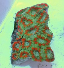 画像1: No.59 カクオオトゲキクメイシ ツートン (1)