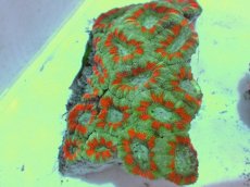 画像2: No.59 カクオオトゲキクメイシ ツートン (2)