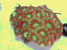 画像1: No.60 カクオオトゲキクメイシ ツートン (1)