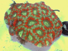 画像2: No.60 カクオオトゲキクメイシ ツートン (2)