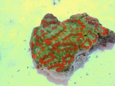 画像1: No.61 カクオオトゲキクメイシ ツートン (1)