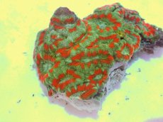 画像2: No.61 カクオオトゲキクメイシ ツートン (2)