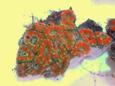 画像1: No.62 カクオオトゲキクメイシ ツートン (1)