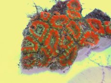 画像2: No.62 カクオオトゲキクメイシ ツートン (2)