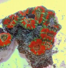 画像1: No.63 カクオオトゲキクメイシ ツートン (1)