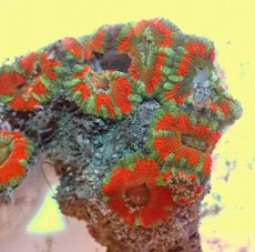 画像2: No.63 カクオオトゲキクメイシ ツートン (2)