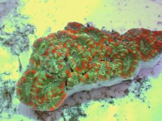 画像1: No.64 カクオオトゲキクメイシ ツートン (1)