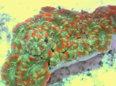 画像2: No.64 カクオオトゲキクメイシ ツートン (2)